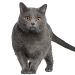 Elevages Chat Chartreux Laval Chat Et Chaton Pet