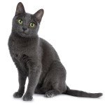 Elevages De Chat Korat Quebec Chat Et Chaton Pet