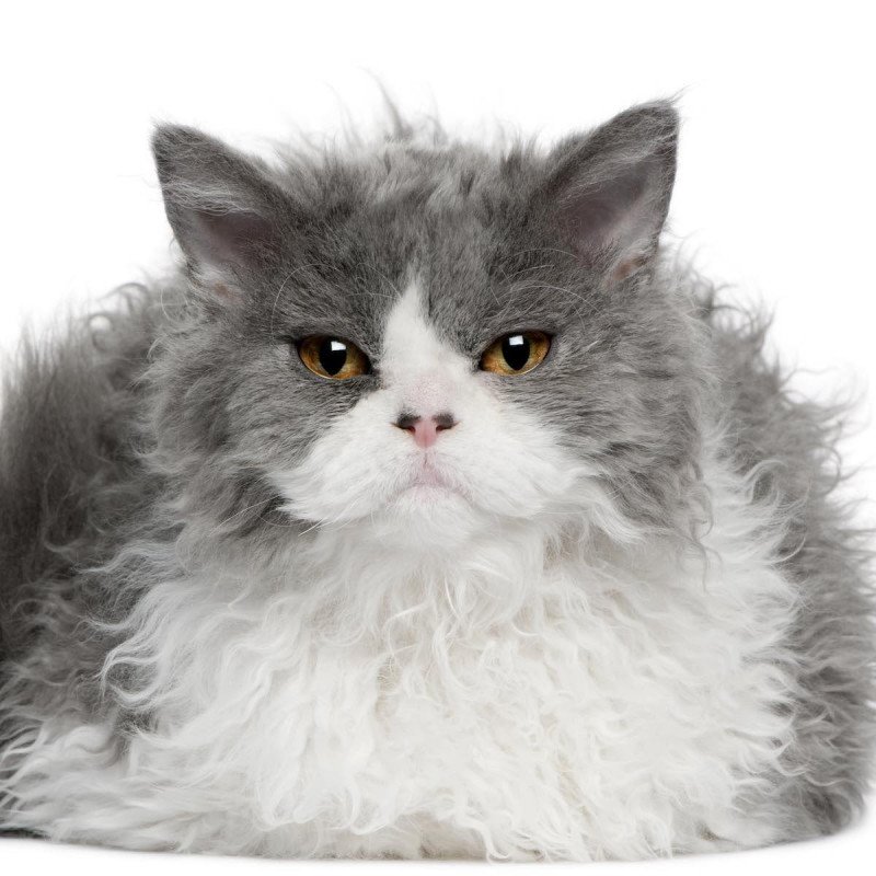 Selkirk Rex Chat Frise Elevage France De Selkirk Rex Chatons Annonces Selkirk Rex Chat Frise Elevage France De Selkirk Rex Chatons Annonces