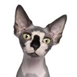 Chatons Sphynx A Vendre Mauricie Chat Et Chaton Pet