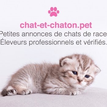 Elevages Chat Chartreux Laval Chat Et Chaton Pet