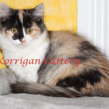 Korrigan Pomerani Femelle Munchkin Longhair