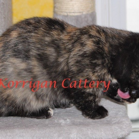 Korrigan Korrigan Prune Imperiale Chat Munchkin Shorthair A Vendre