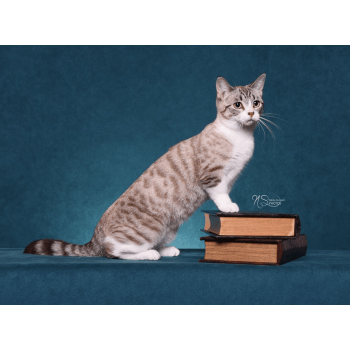 Chatterie Korrigan Elevage De Chat Munchkin Longhair Munchkin Shorthair