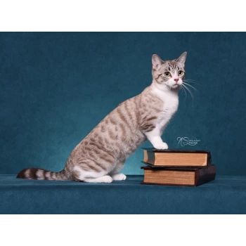 Chatterie Korrigan Elevage De Chat Munchkin Longhair Munchkin Shorthair