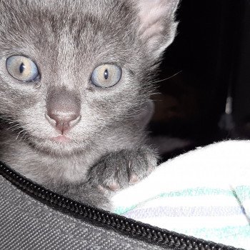 Eleveurs Chat Korat En Canada Chat Et Chaton Pet